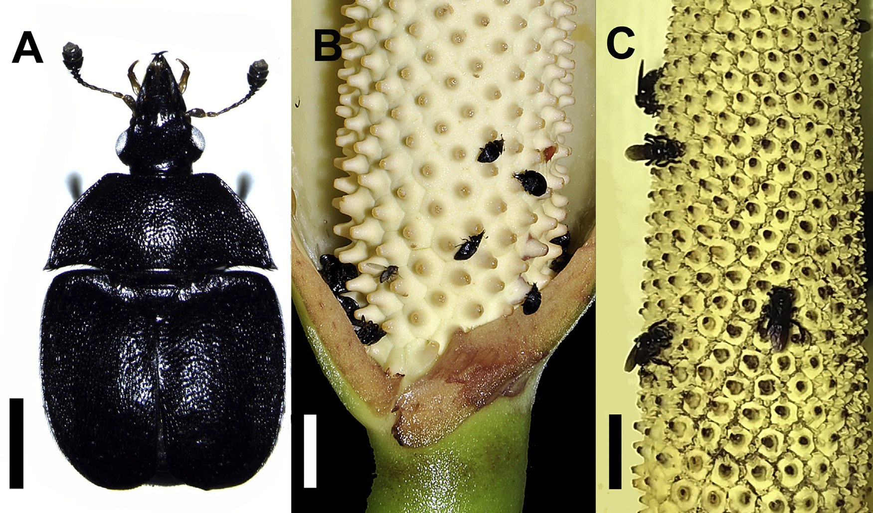 Three panels: the nitidulid beetle Cychrocephalus corvinus in dorsal view, small black beetles among the stigmatophores of a female-phase spadix inside the cut spathe, and stingless bees on an exposed male-phase spadix