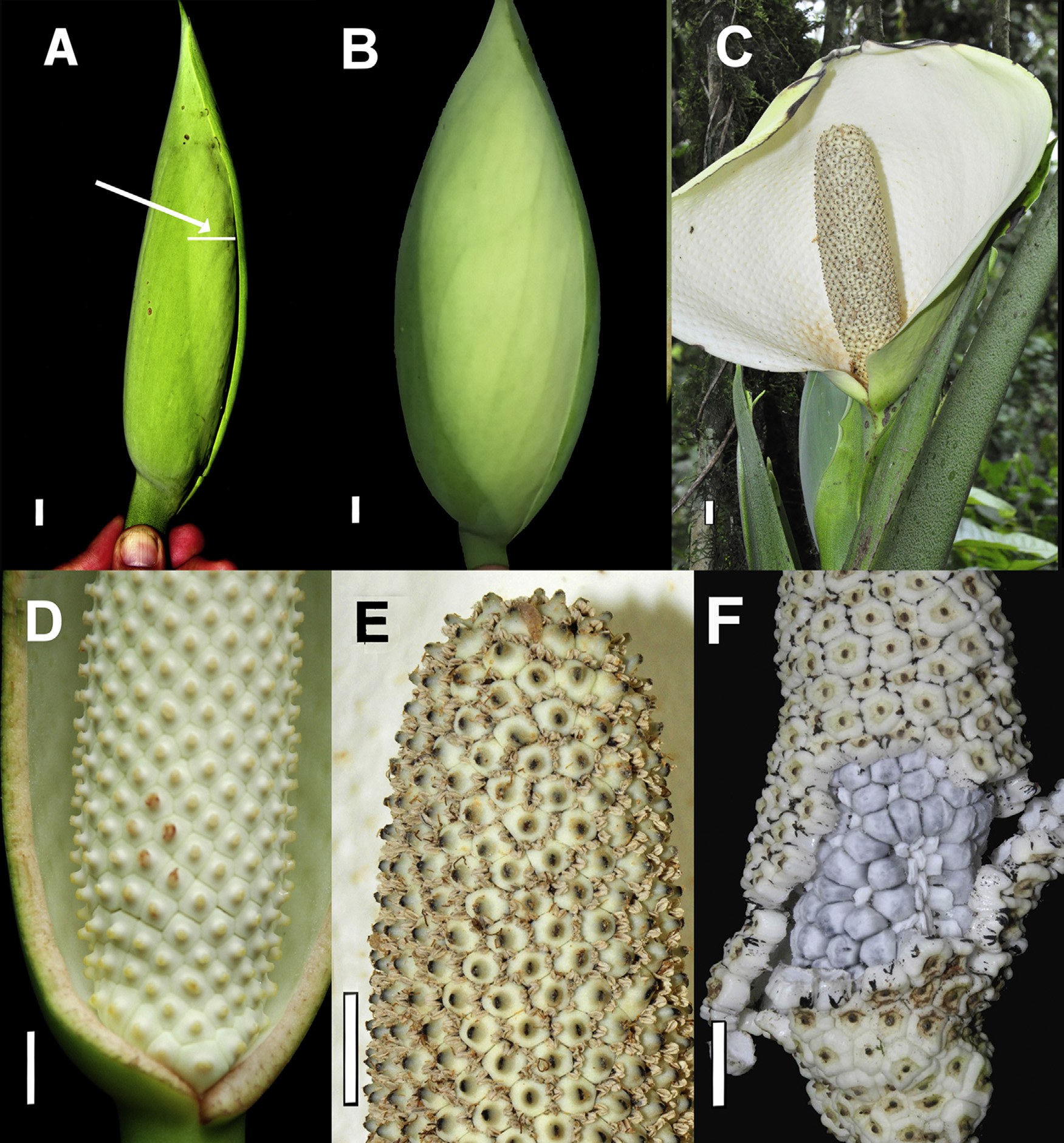 Six panels of Monstera lentii: closed green spathe with entrance slit arrowed, swollen chamber, open white spathe, chamber cut open showing the spadix, anthers shedding pollen, and ripe fruit with stylar caps detaching