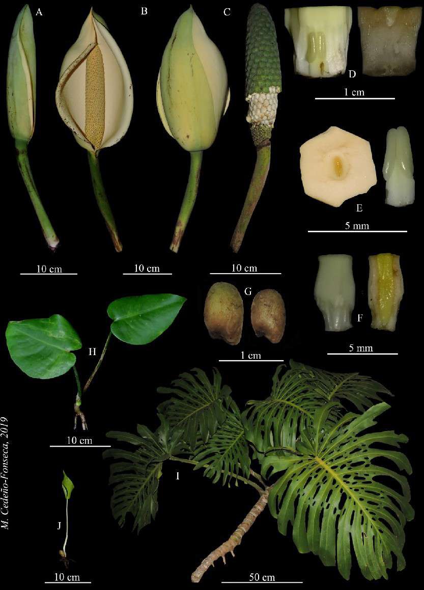 Plate of Monstera deliciosa: closed and open inflorescences, a green infructescence with a band of stylar plates detached exposing pale fruit, flower dissections, stylar plate and stamen, sterile flower sections, two large seeds, juvenile plant, adult pinnatifid shoot and a seedling