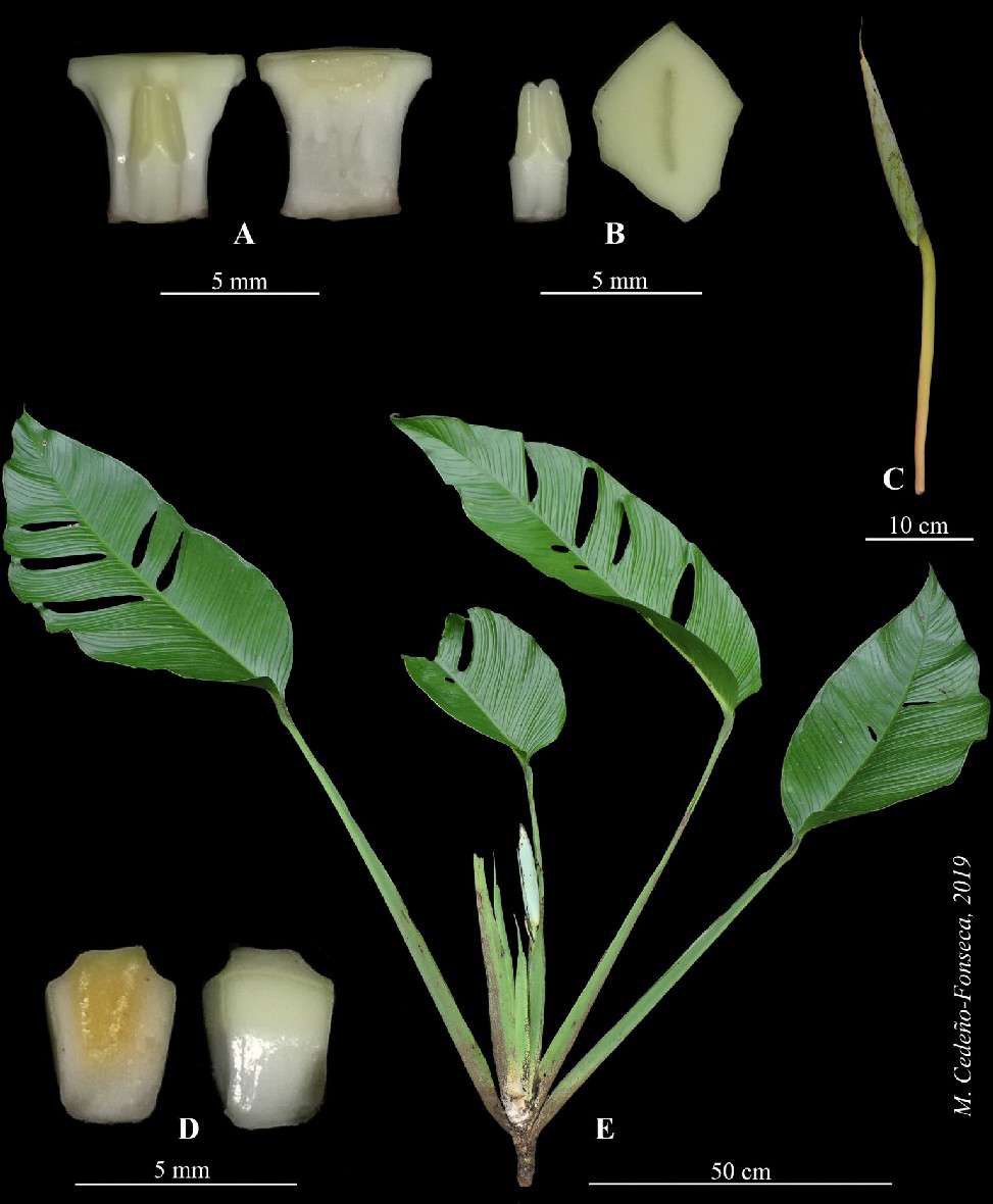 Dissection plate of Monstera buseyi: fertile flower whole and in section, stamen, stylar plate with stigma, sterile flower in section, and the whole plant