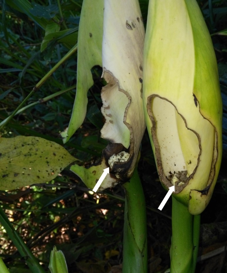 Two Monstera inflorescences on the same plant, each with a large ragged hole in the spathe; the spadices are gone, one reduced to a chewed stub marked by white arrows
