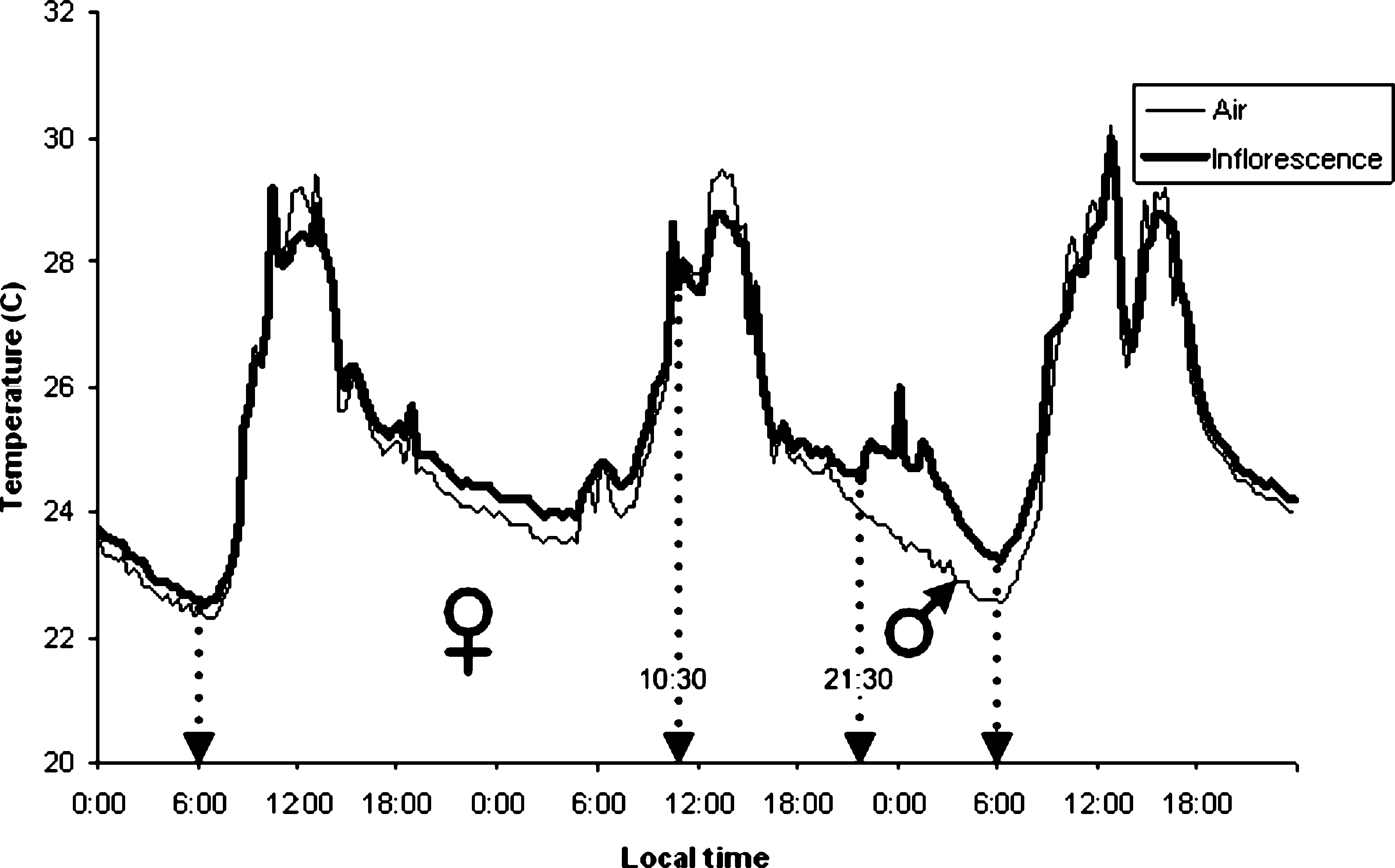 Temperature trace of a Monstera obliqua inflorescence against air over three days, with the female phase from about 06:00 and the male phase marked between 21:30 and 06:00