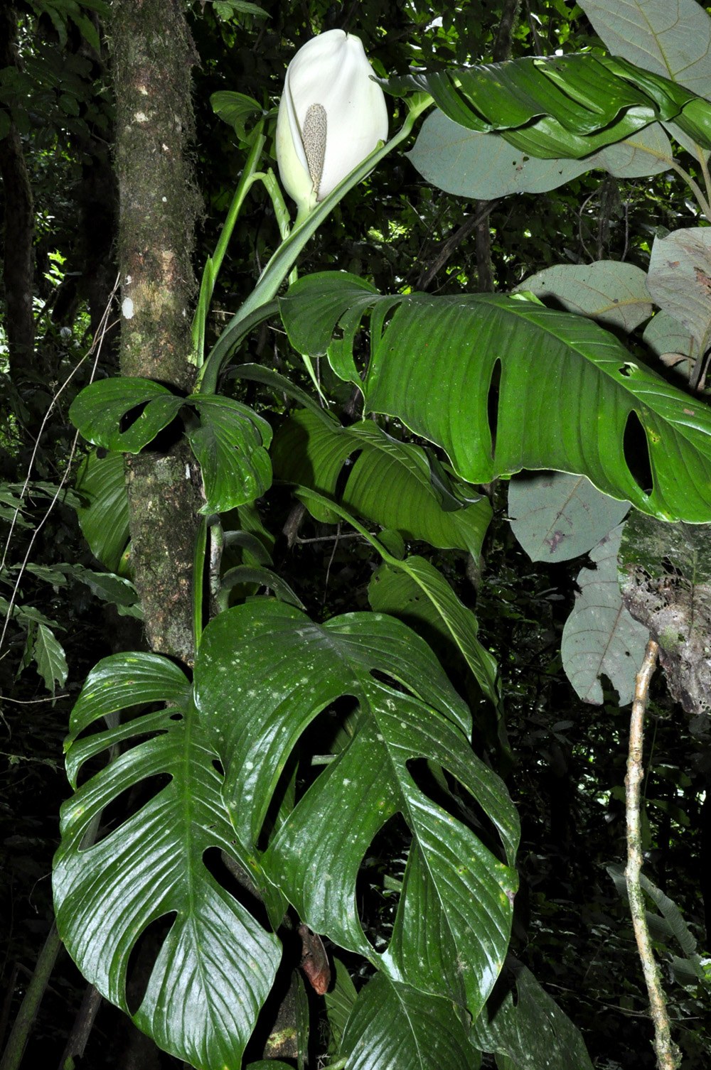 Monstera lentii climbing a tree trunk in dark forest understorey, with fenestrate leaves and one open white inflorescence