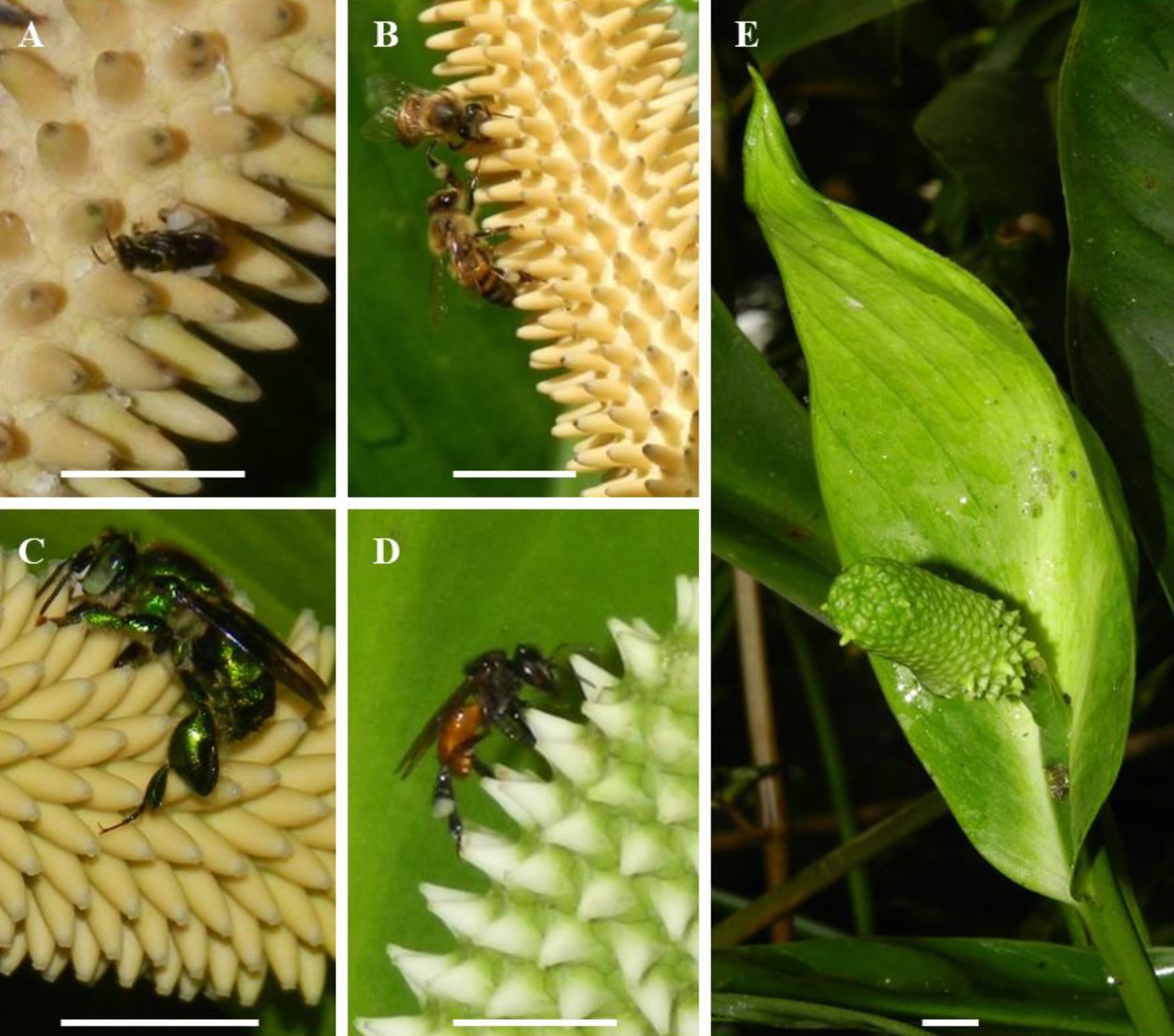 Five panels of bees on exposed Spathiphyllum spadices in daylight: a small stingless bee, two honeybees, a metallic green euglossine bee, a Trigona on a female-phase spadix, and a green hybrid inflorescence