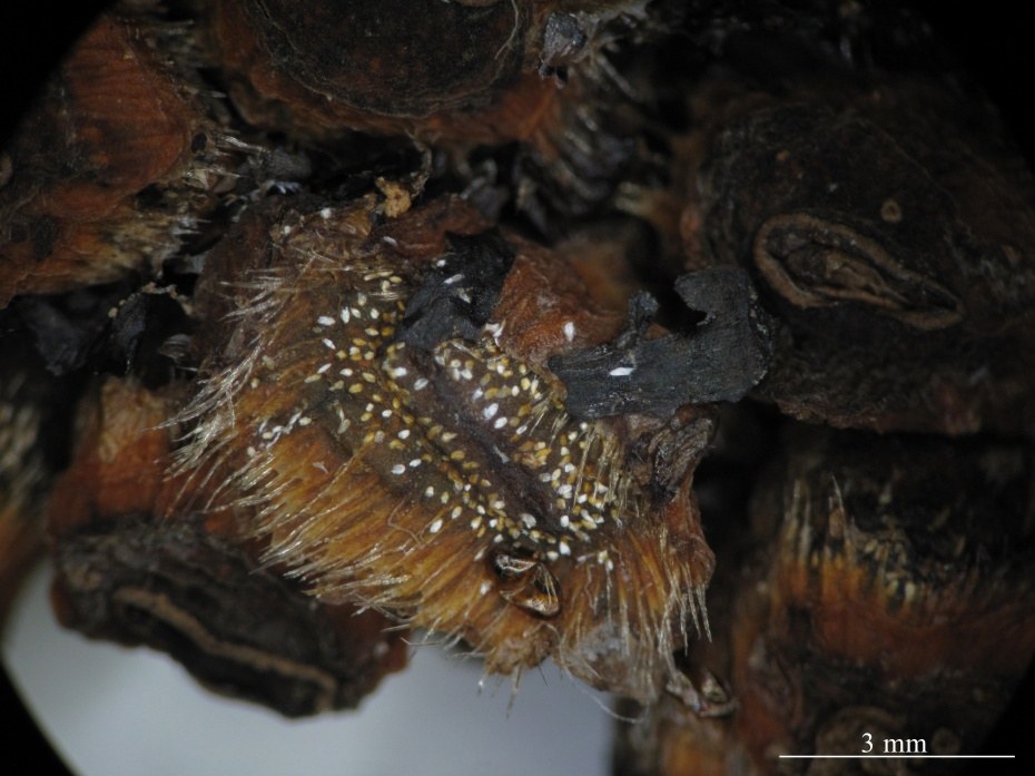 Microscope view of dark stylar caps fringed with dense needle-like hairs, with pale crystal clusters glinting among them; a 3 mm scale bar sits in the corner