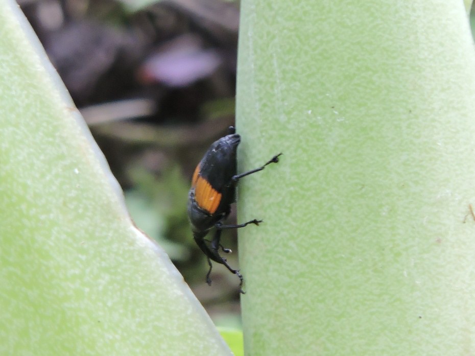 A black weevil with one orange band across its wing covers gripping a pale green developing Monstera inflorescence, its long snout pressed against the surface