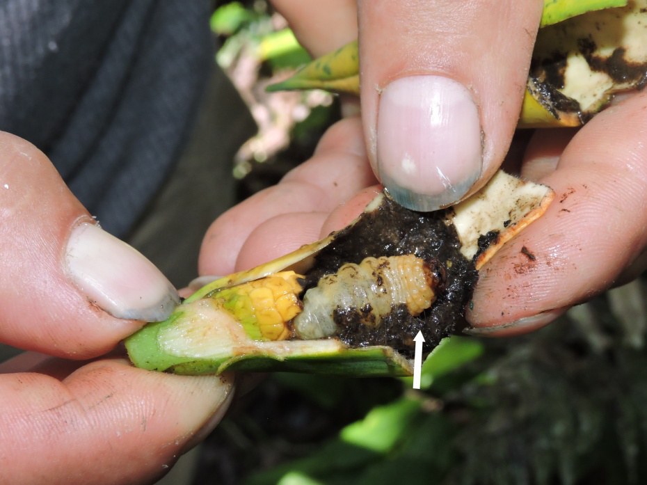 Fingers holding open a young Monstera spadix; a pale legless weevil larva sits in a dark hollow of eaten tissue, with intact yellow flowers visible at the edge of the cavity