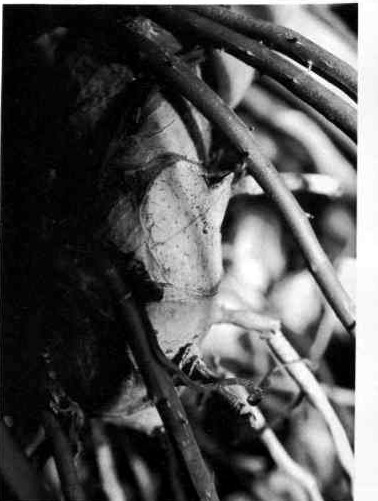 A Philodendron auriculatum stem with anchor roots spreading from the nodes, each bearing short spine-like buds