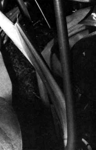 A Philodendron schottianum cataphyll on the stem, showing two blunt ribs running its length