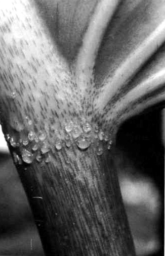 Droplets of clear liquid standing on the underside of a young Philodendron petiole at its apex, against short-lineate surface markings