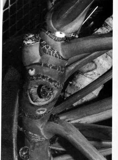 A Philodendron davidsonii stem with strongly marked, closely stacked cataphyll and petiole scars
