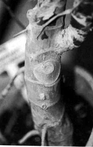 A Philodendron rothschuhianum stem with faint, barely raised cataphyll and petiole scars