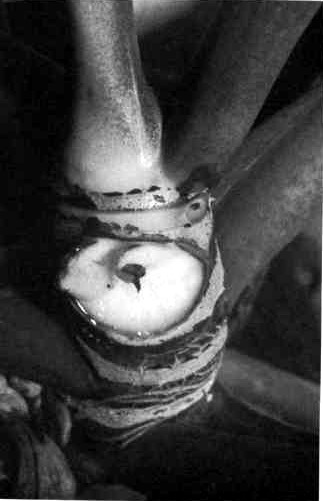 Close view of a Philodendron megalophyllum stem showing small scales sitting immediately above a cataphyll scar