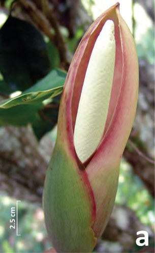Partly opened spathe on the morning of day one