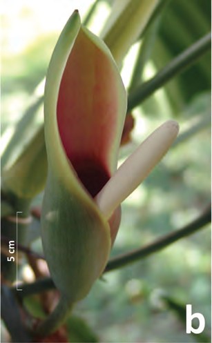 Fully opened spathe late on day one