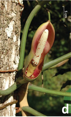 Cut-away inflorescence showing beetles and resin droplets