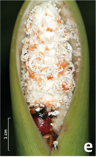 Beetle covered in resin and pollen at the base of the spadix