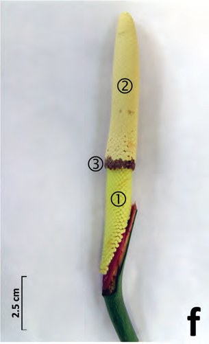 Spadix of Philodendron acutatum with its three zones numbered
