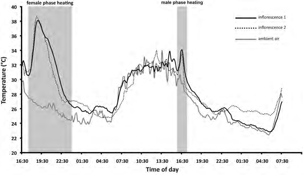 Temperature curves for two Philodendron acutatum inflorescences over two days