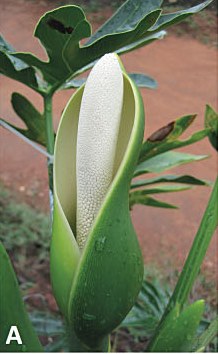 Spathe of Philodendron adamantinum opening