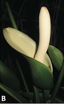 Fully open inflorescence at peak thermogenesis