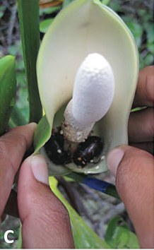Beetles inside the floral chamber