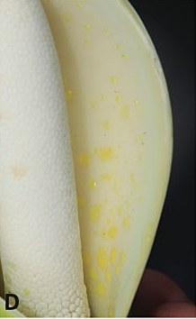 Yellow resin droplets on the inner spathe