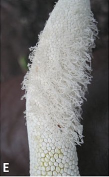 Pollen strings on the spadix