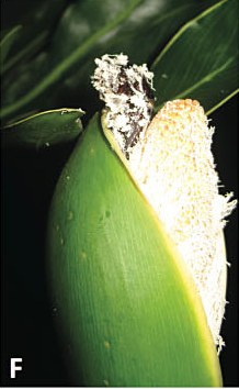 Beetles leaving as the spathe closes