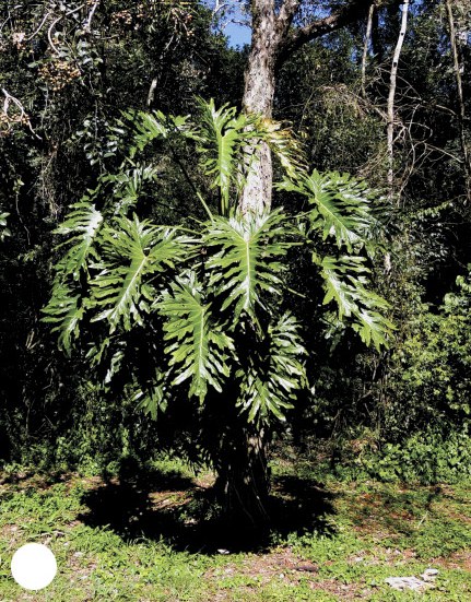 Philodendron bipinnatifidum growing as a large self-supporting plant