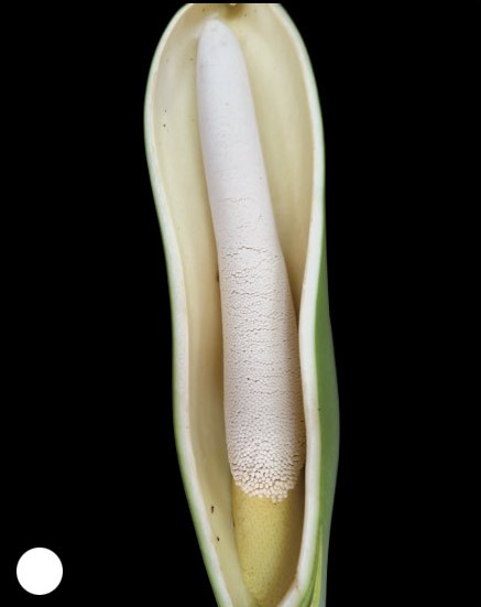 Opened inflorescence of Philodendron bipinnatifidum