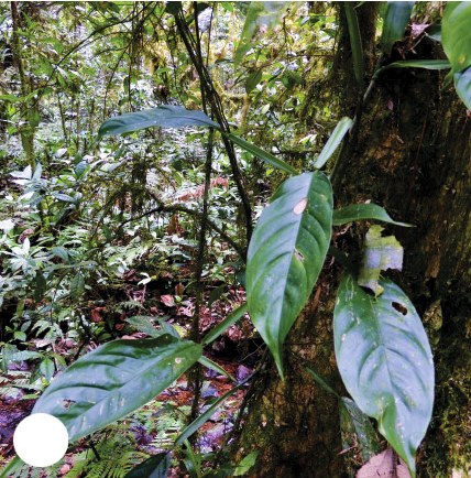 Philodendron propinquum climbing a tree trunk