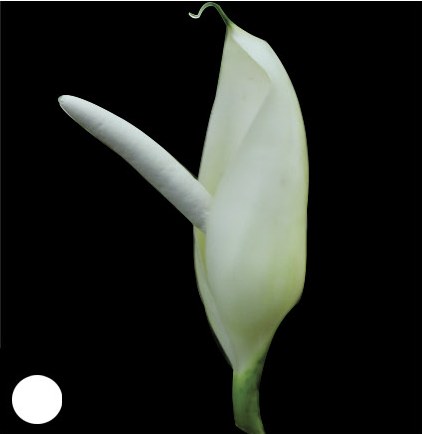 Opened inflorescence of Philodendron propinquum