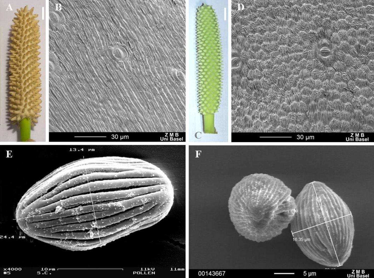 Six-panel plate: a cream Spathiphyllum croatii spadix and a green Spathiphyllum ortgiesii spadix, each studded with pointed tepal tips; two electron micrographs of the style surface at 30 micrometres; and two electron micrographs of ribbed, ellipsoid pollen grains