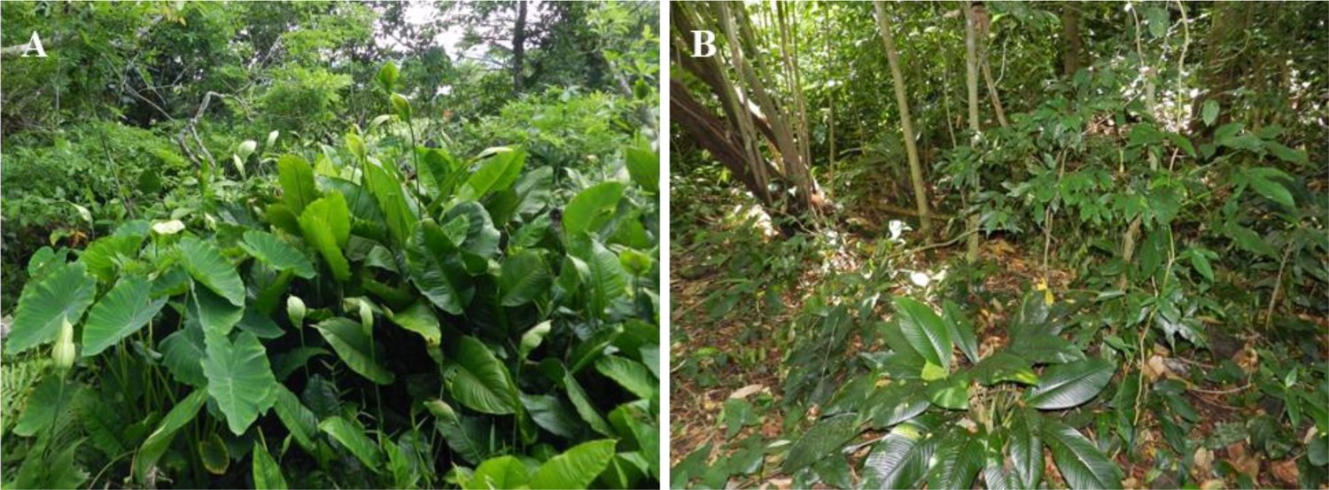 Two forest photographs side by side: a dense crowd of Spathiphyllum plants with many white spathes in open riparian light, and a single dark-leaved Spathiphyllum rosette with one white spathe on shaded forest floor